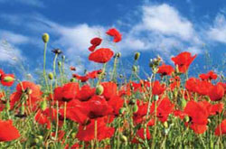 WE SHALL REMEMBER THEM
